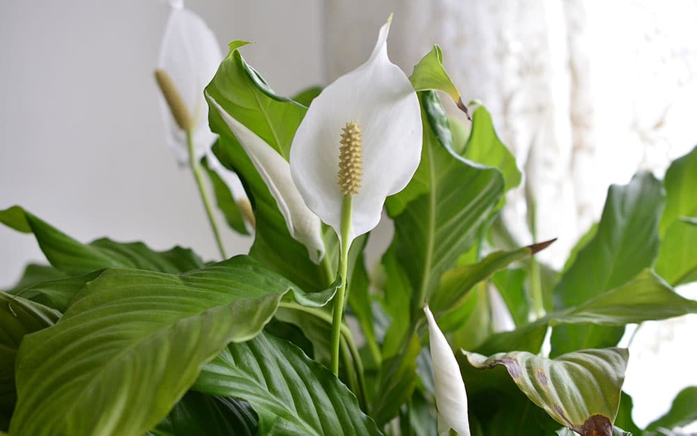 spathiphyllum floribundum 'peace lily'