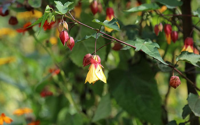 Abutilon