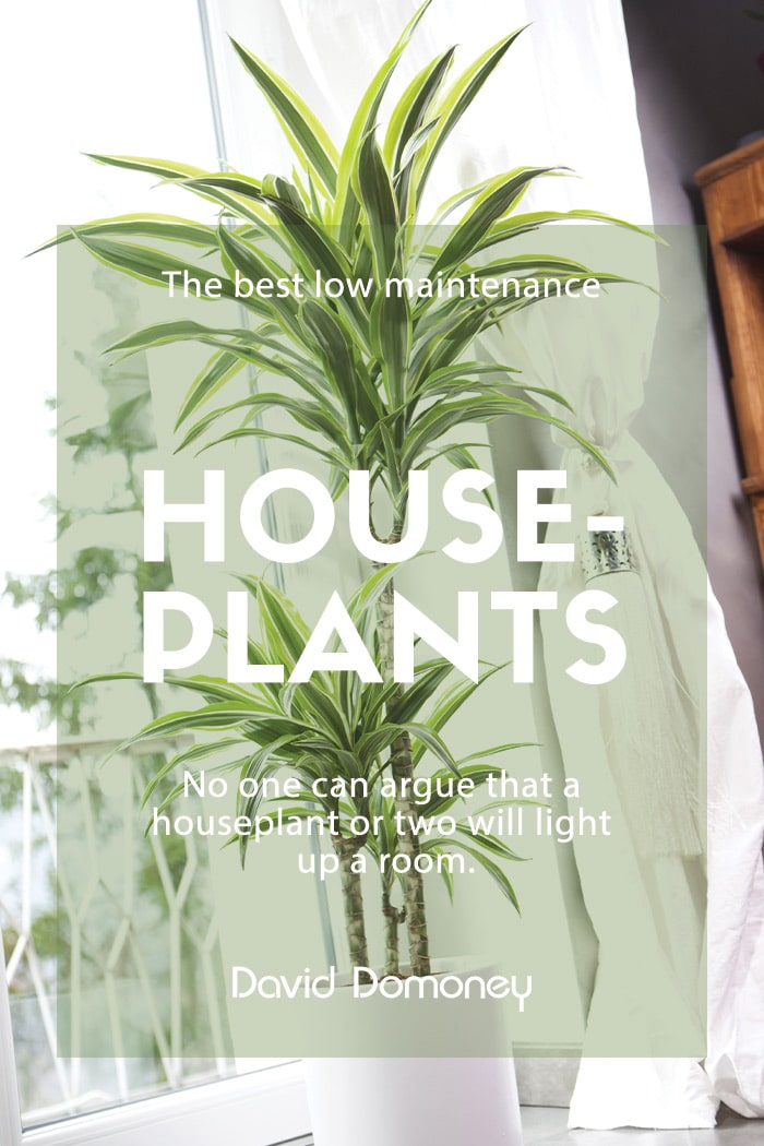 Low-maintenance House plant guide
