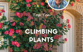 Top 10 Climbing Plants