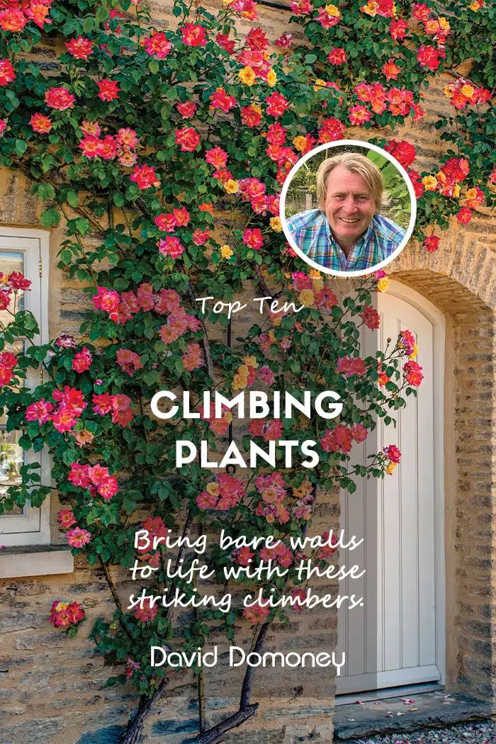 Top 10 Climbing Plants