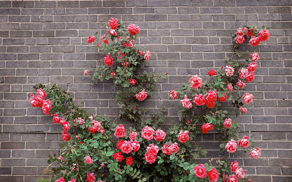Climbing rose on a garden wall