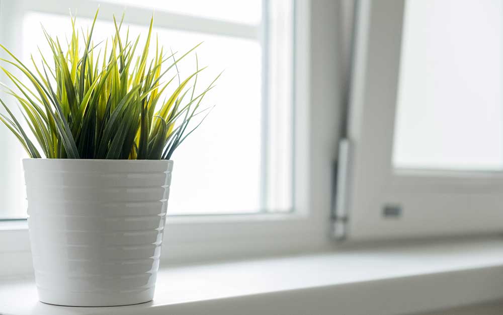 Best low maintenance houseplants for a busy household