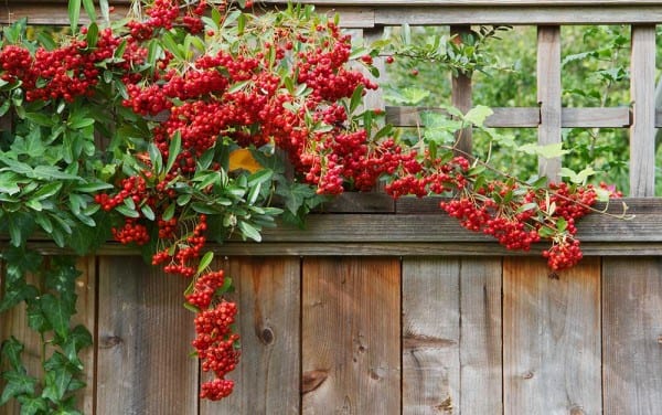 pyracantha-on-fence