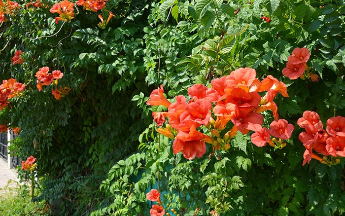trumpet vine