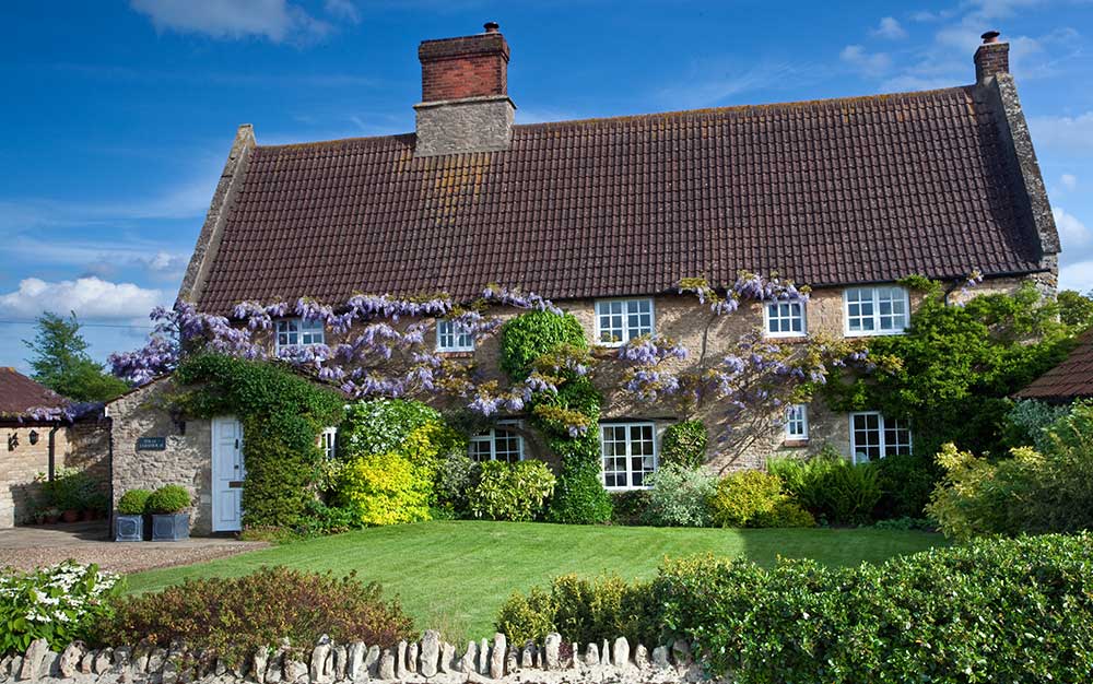 wisteria-on-cottage