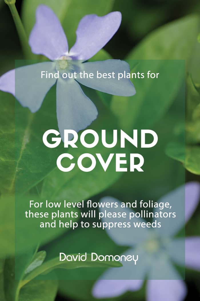Best Ground Cover Plants David Domoney, Best Ground Cover To Prevent Weeds Uk