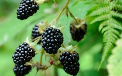 blackberry branch