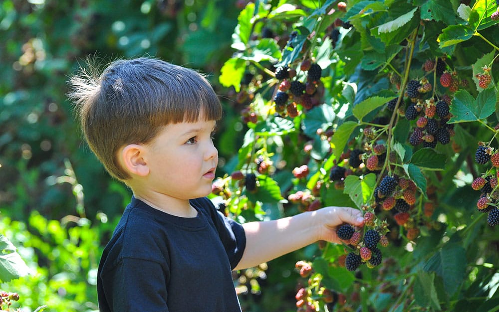 boy picking autumn berries