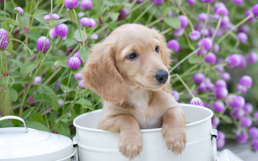 dog-in-pot Rose-petal-salad-2