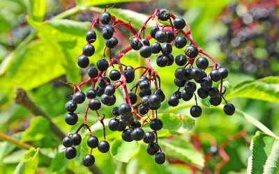 elderberry autumn berry