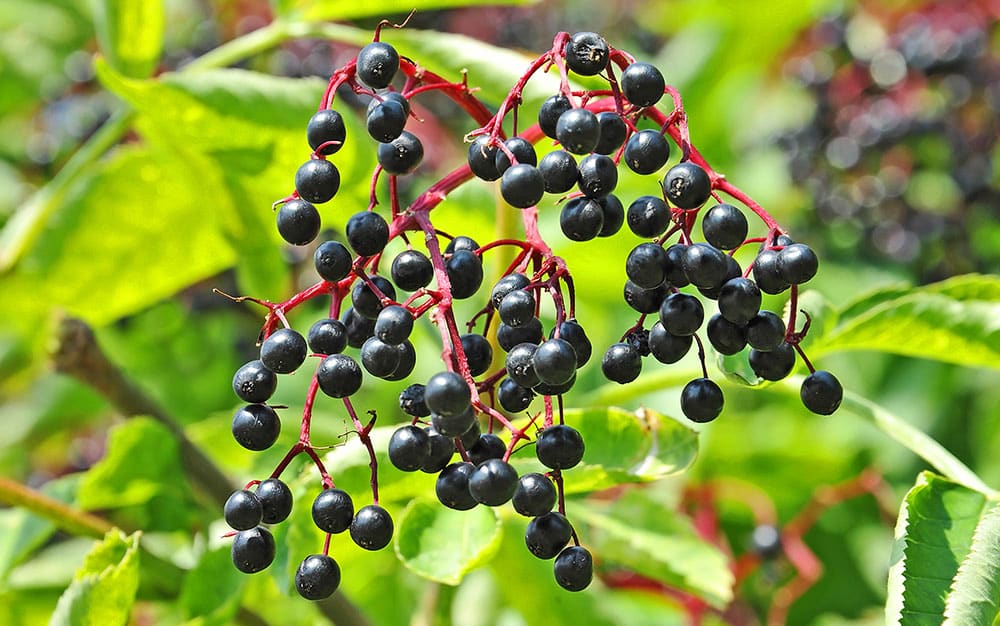 elderberry-branch