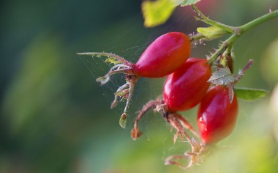 rosehip autumn berry