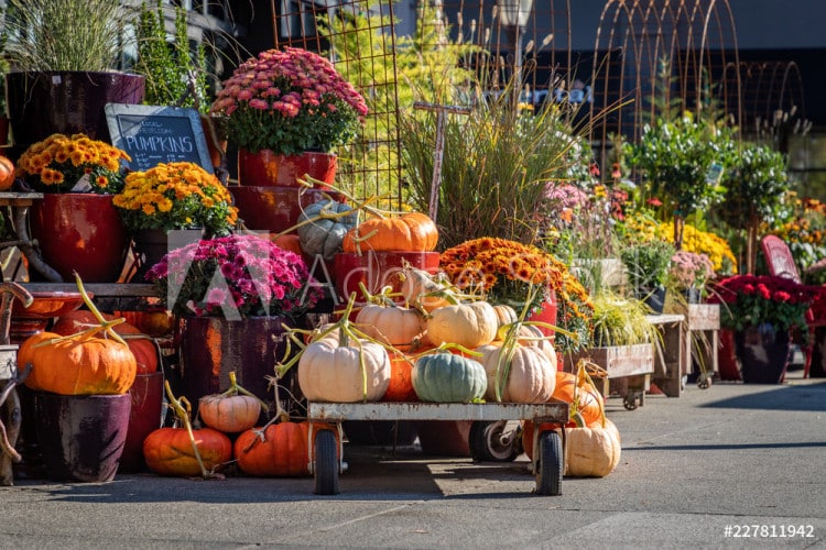 supermarket-pumpkins