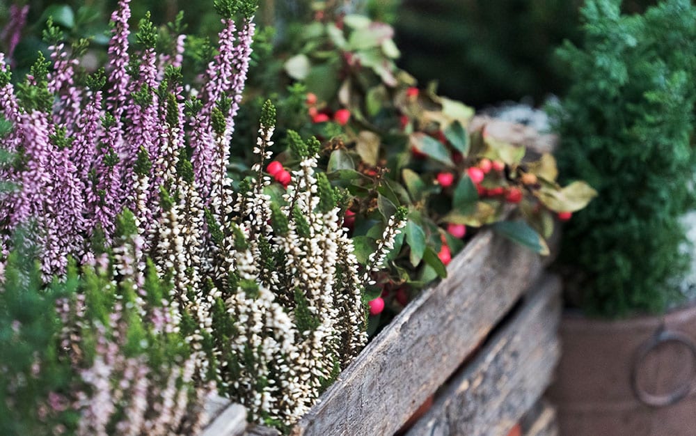 border-with-heather