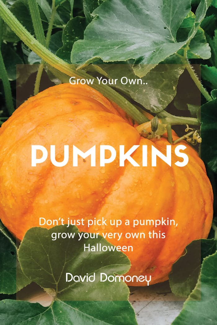 grow your own pumpkins
