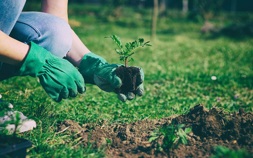 planting-outside