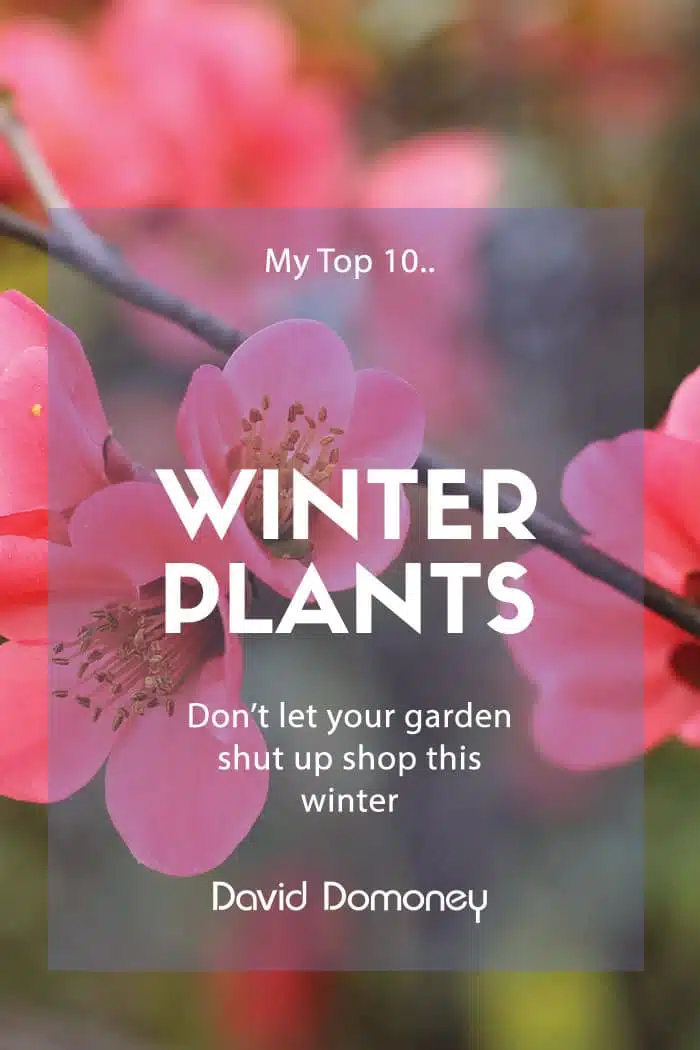 top 10 winter plants