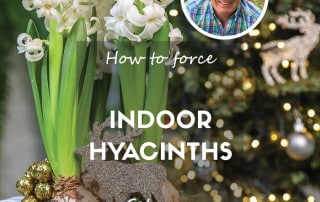 hyacinth forcing for Christmas feature