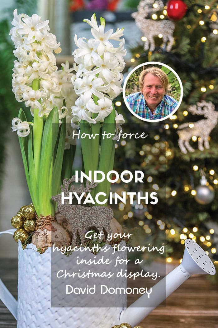 hyacinth forcing for Christmas feature
