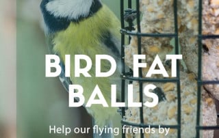 bird fat balls