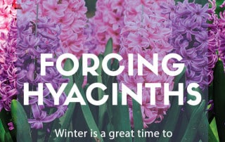 forcing hyacinths