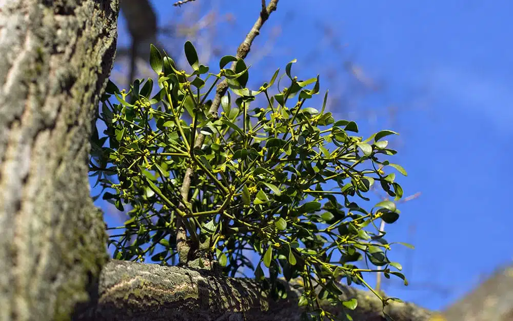 mistletoe-tree