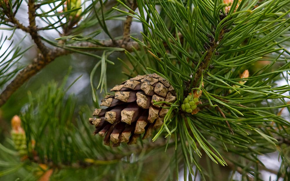pine-cone-on-tree