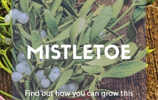 How to grow mistletoe