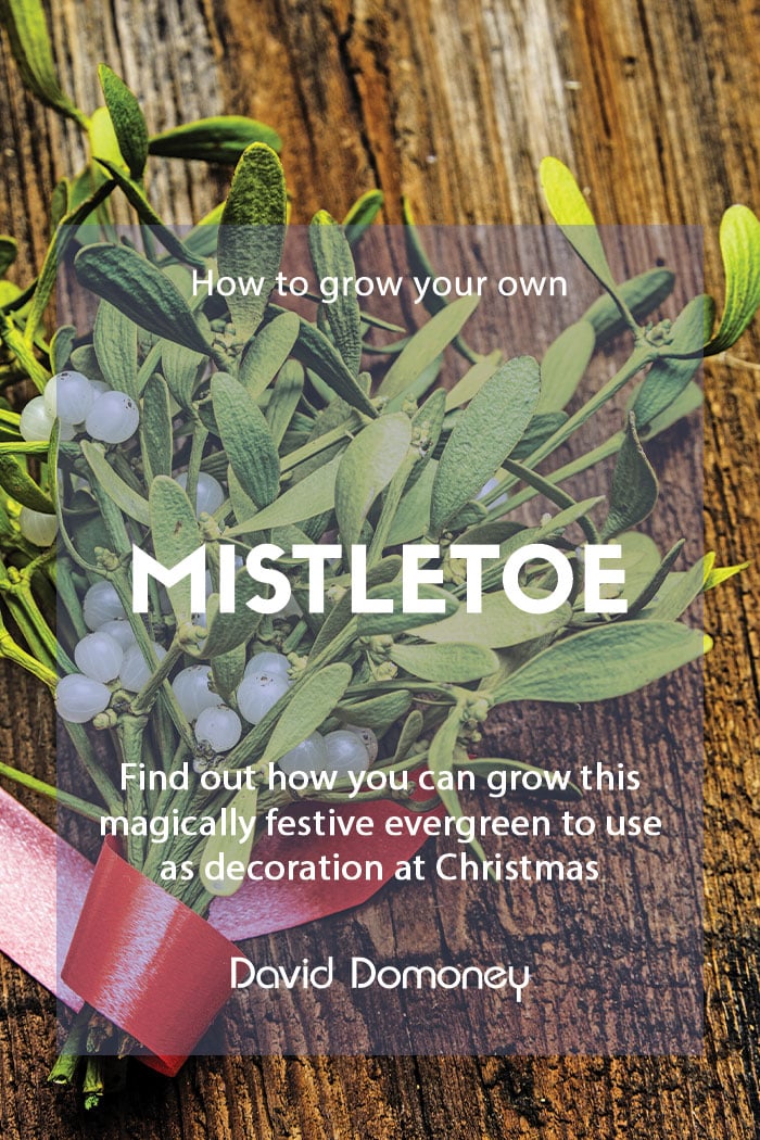 How to grow mistletoe