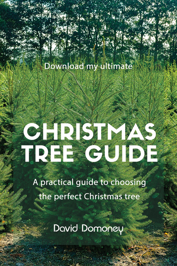 christmas tree guide