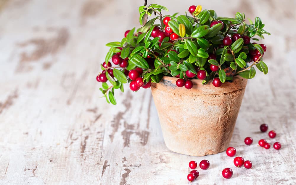 cranberry-plant-in-a-pot