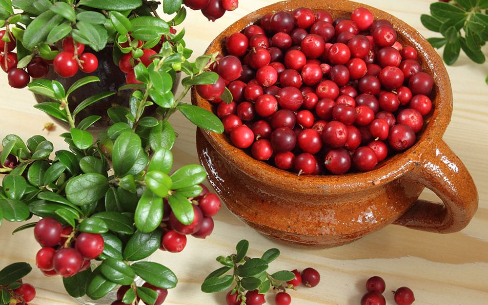 cranberry-pot-plants
