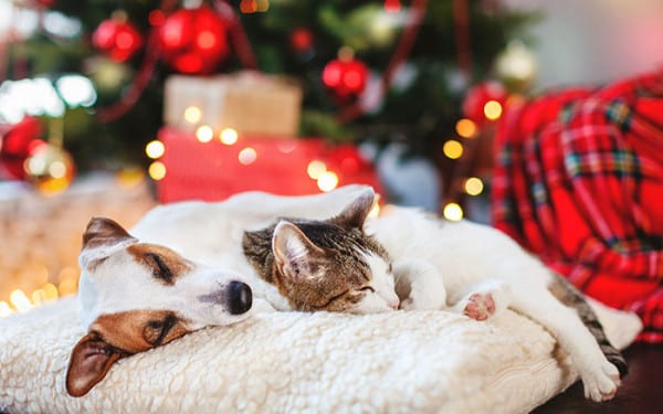 Christmas dinner for pets and wildlife - David Domoney
