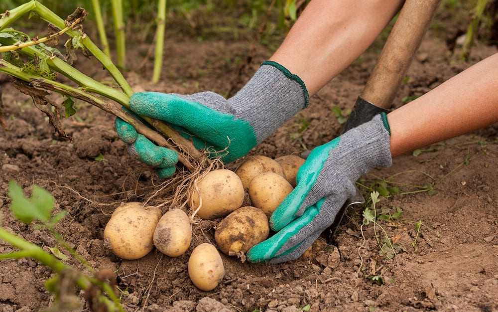 harvesting-potatoes