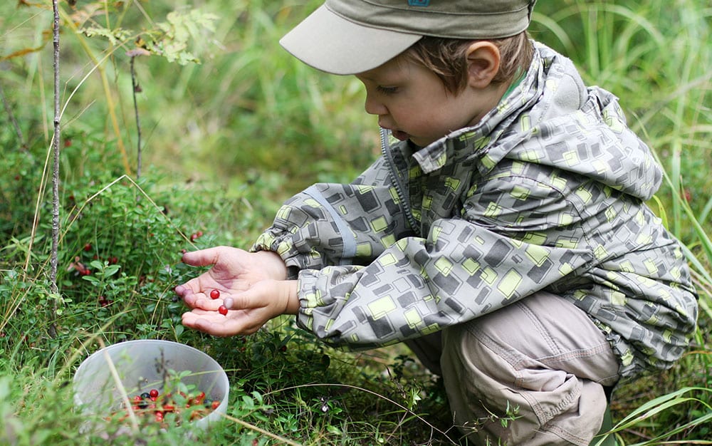 little-boy-harvesting-cranberries