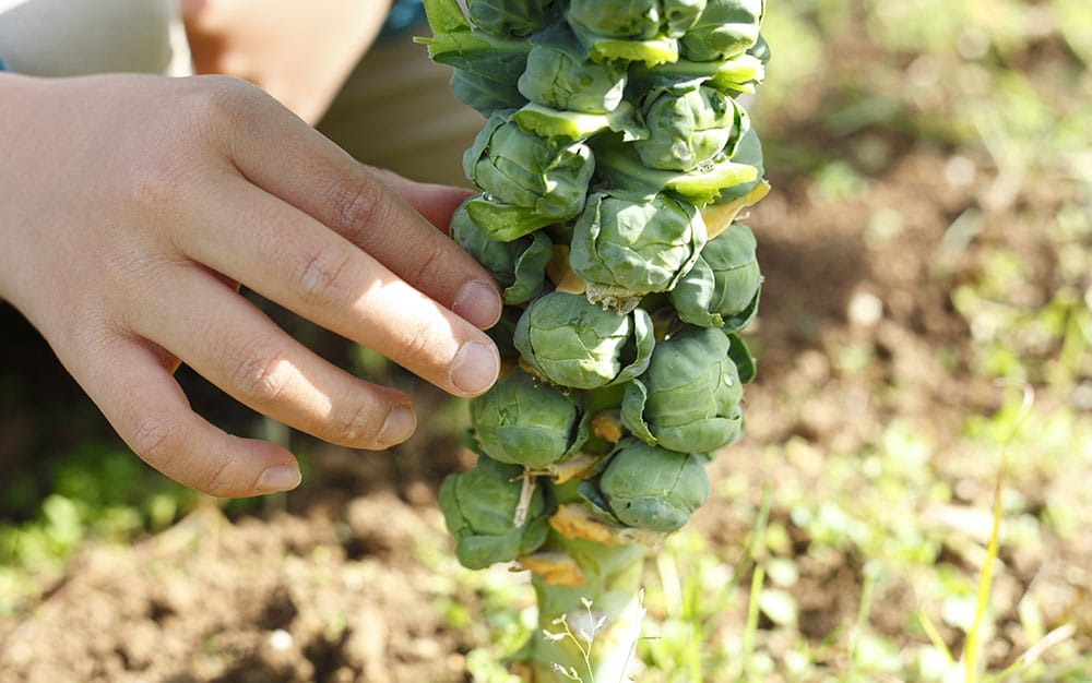 picking-sprouts