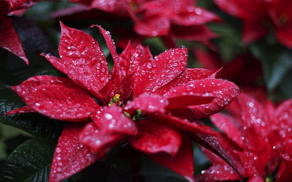 poinsettia-water