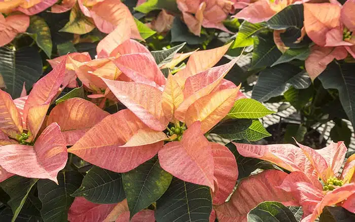 pale-pink-poinsettia