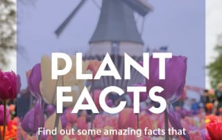 Mood-lifting plant facts