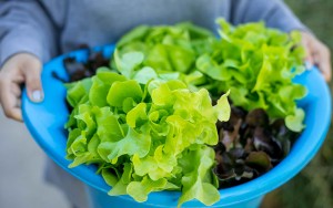conatiner-grown-lettuce