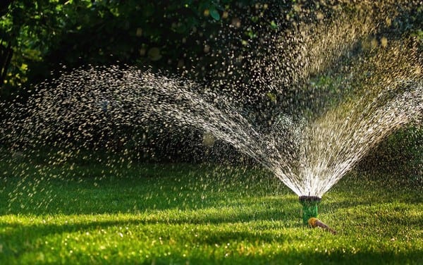 Conserving water in the garden this summer - David Domoney