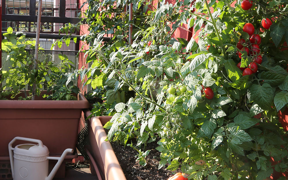 tomatoes-balcony