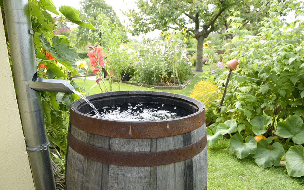 Conserving Water In The Garden This, How To Water Your Garden With Rainwater