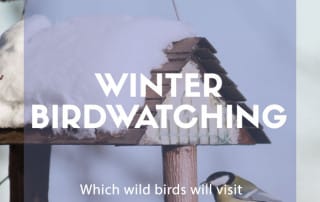 winter birdwatching