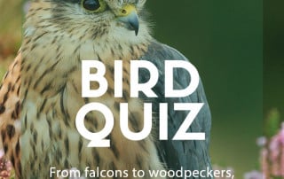 british bird quiz