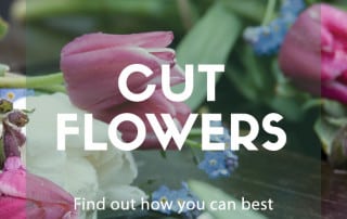cut flowers