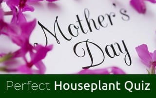 Houseplants
