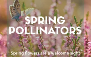 spring pollinators