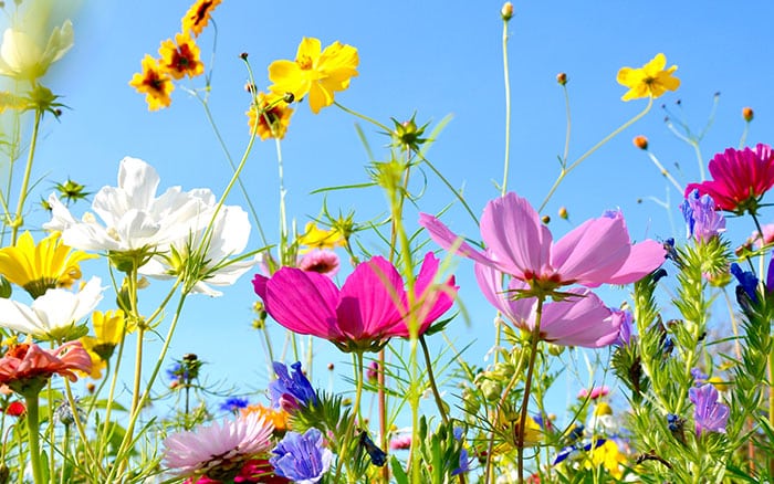 meadows of flowers